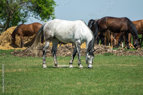 Big white horse with a small group of horses grazing in a small field with tree