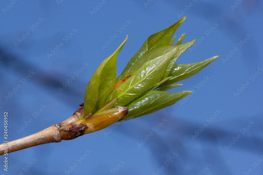 Young green leaves of blossoming poplar tree against the blue sky. Young green leaves of blossoming poplar tree against the blue sky.