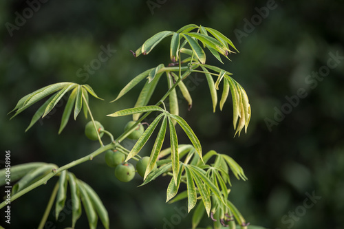 The tree cassava used a source of rubber also known as Manihot glaziovii. photo