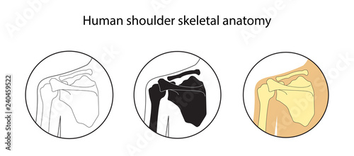 Vector illustration set of human shoulder skeletal anatomy