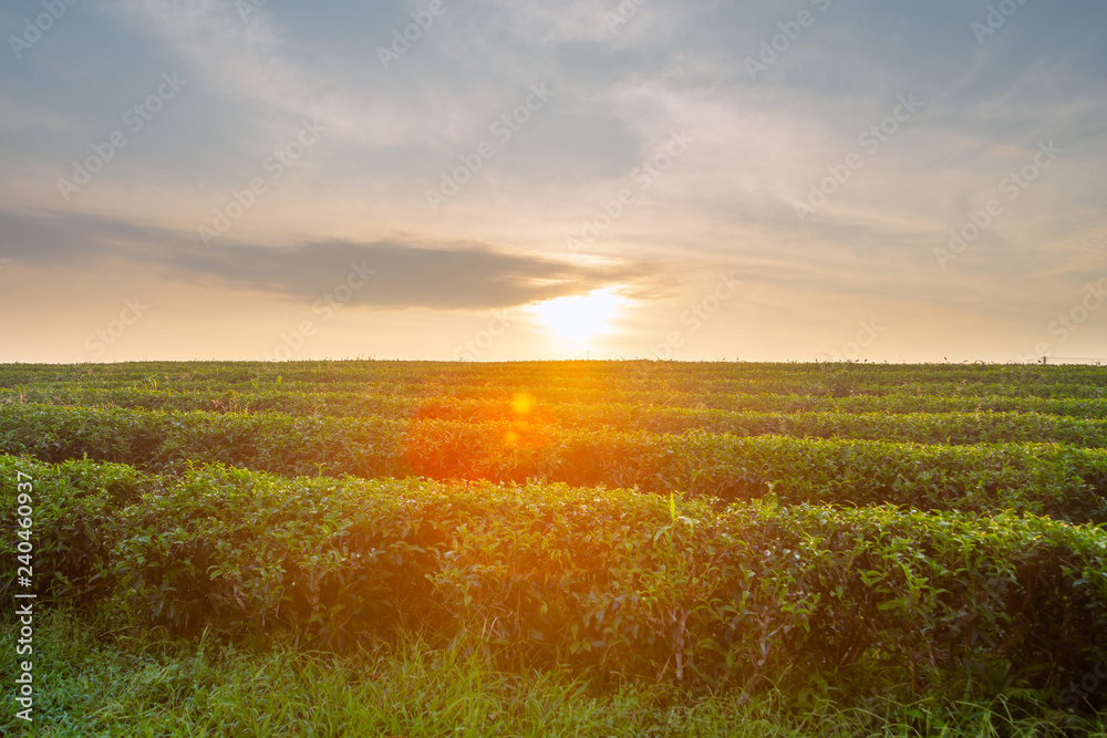 Obraz premium Piękny wschód słońca na plantacji herbaty Chui Fong, Chiang Rai, Tajlandia