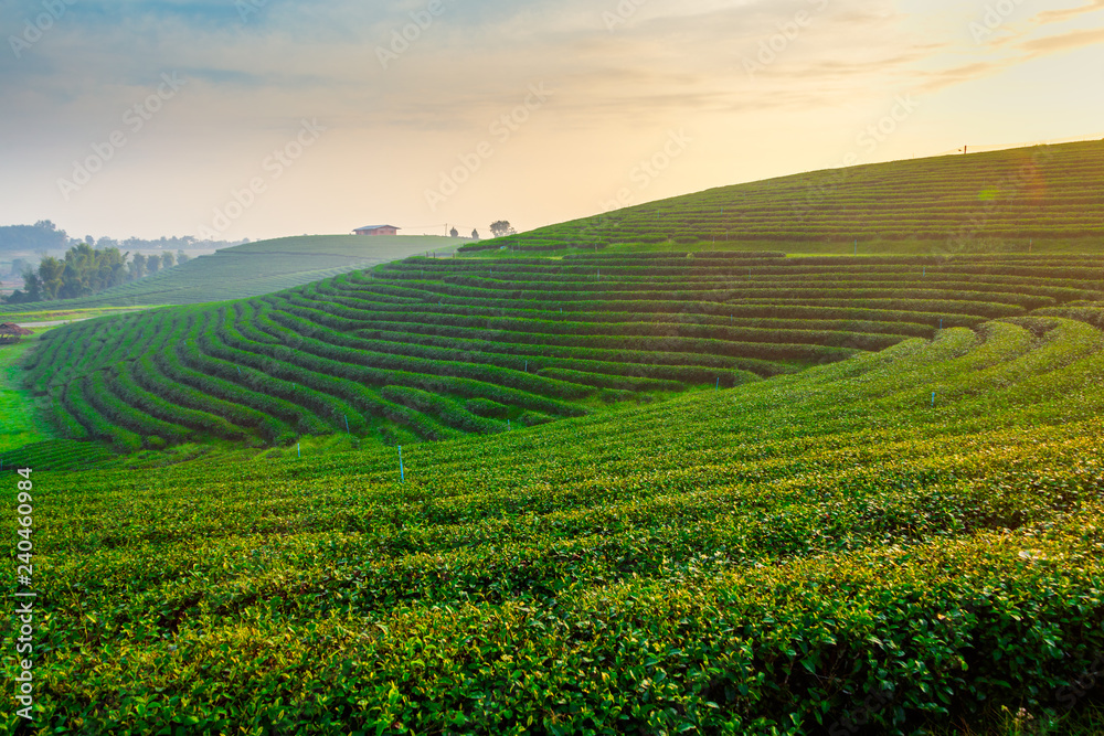 A beautiful sunrise at Chui Fong tea plantation, Chiang Rai, Thailand