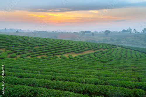 A beautiful sunset at Chui Fong tea plantation  Chiang Rai  Thailand