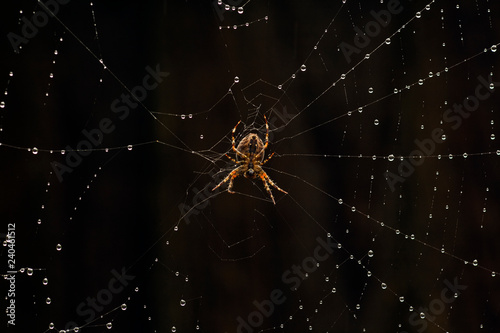 spider on a web © sangwon