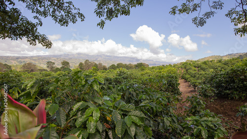 Canvastavla plantation de café au Costa Rica