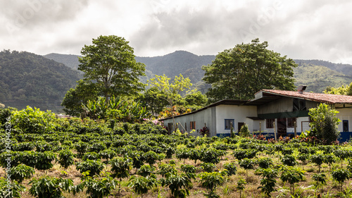 Obraz na plátně plantation de café au Costa Rica