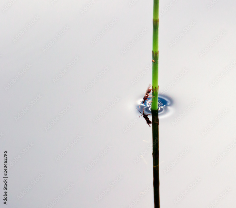 tiny insect on straw in lake drinking water tiny insect on straw in lake drinking water