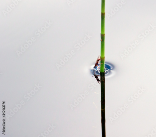 tiny insect on straw in lake drinking water © Per Grunditz