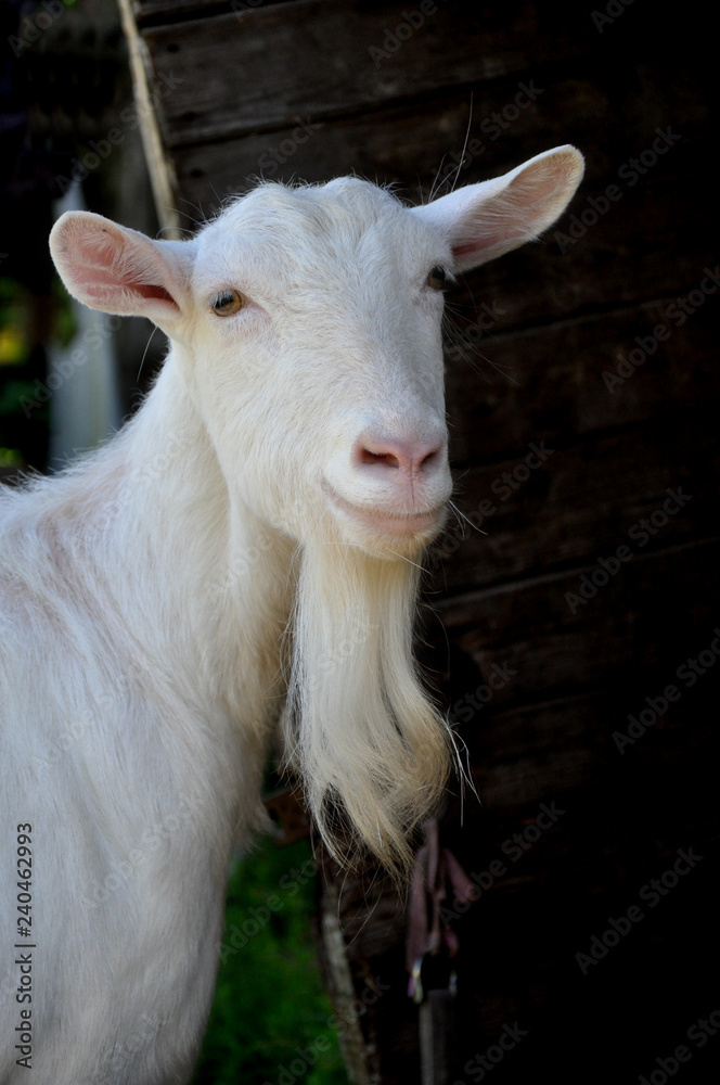 White happy goat . Pet symbol of the year in the Chinese calendar cyclical White happy goat . Pet symbol of the year in the Chinese calendar cyclical