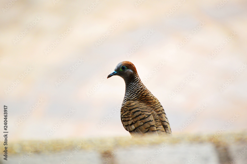 Fototapeta premium Zebra dove bird walking in the park / Bird of Geopelia striata in Columbridae family