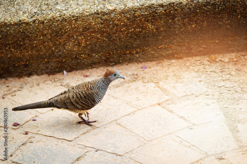 Zebra dove bird walking in the park / Bird of Geopelia striata in Columbridae family photo