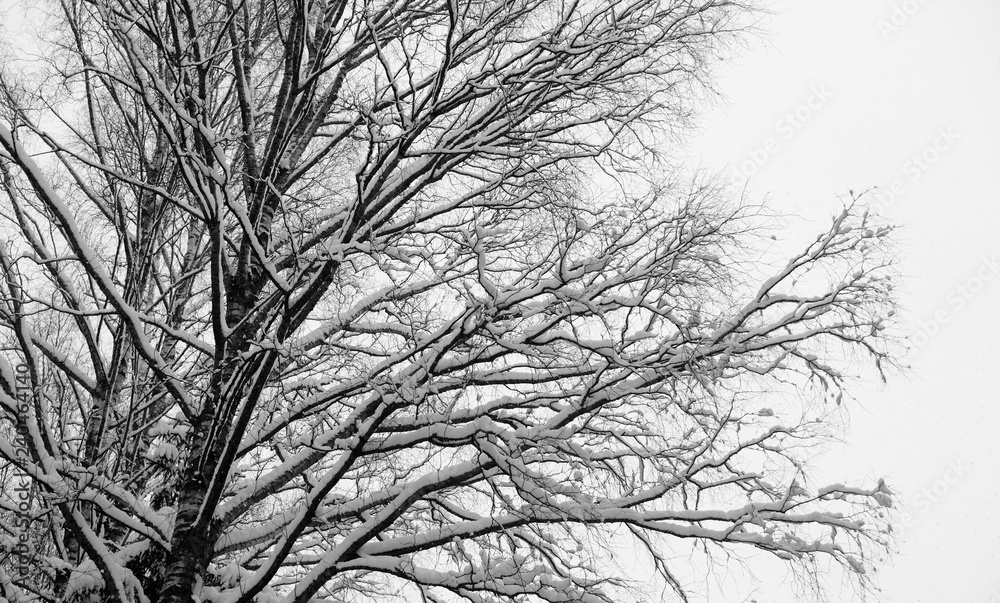 Tree branches covered with snow. Tree branches covered with snow.