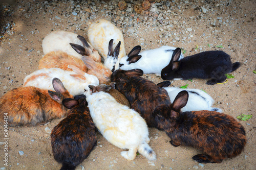 Rabbits eating vegetable / Group of rabbit cute animal pets at farm