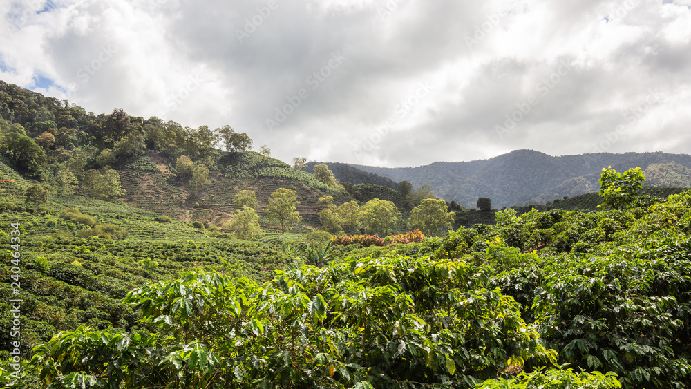 Plantation de café, Costa Rica