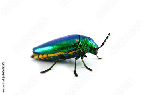 Jewel beetle isolated on white background green bug of Jewel beetle and Other names Metallic wood boring beetle