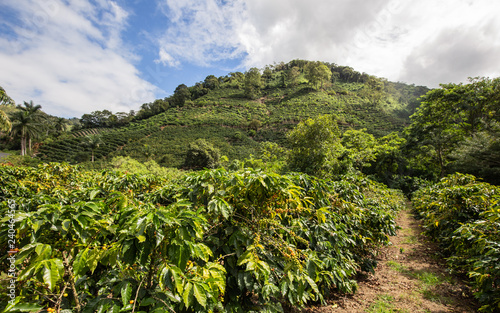 Plantation de caf    Costa Rica