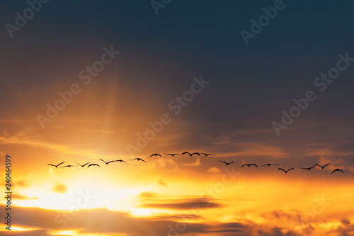 flying flock of Common Crane on evening sky, migration in the Hortobagy National Park, Hungary, puszta is famouf ecosystems in Europe and UNESCO World Heritage Site
