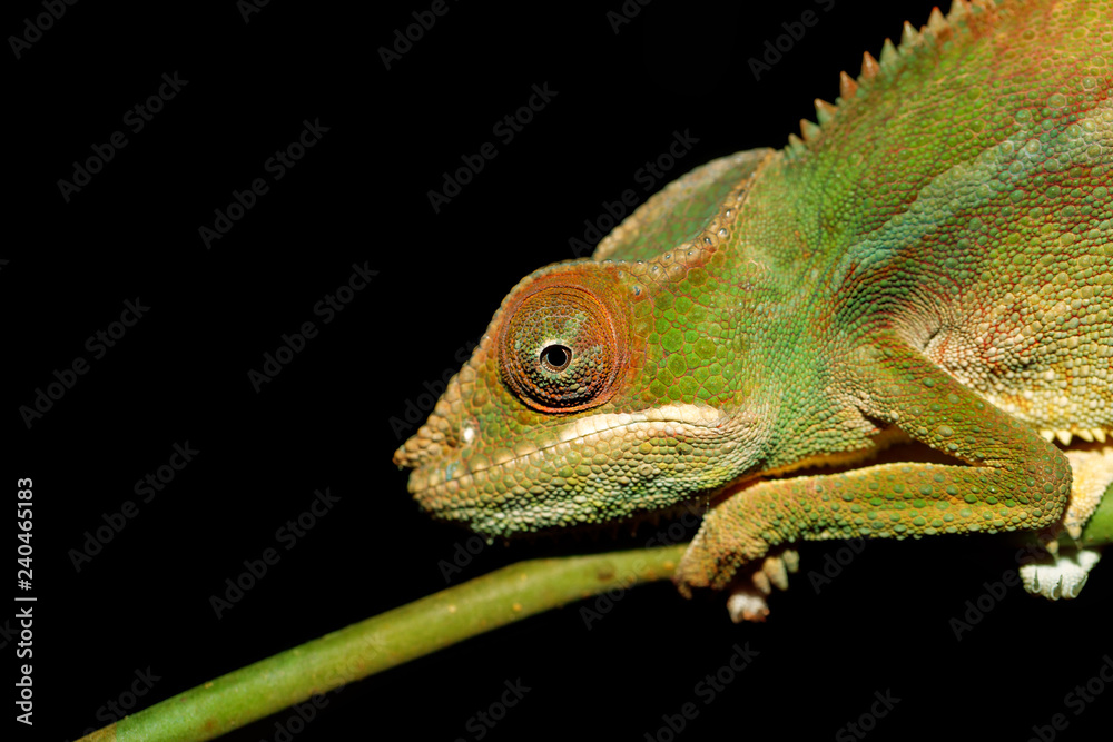 Obraz premium panther chameleon (Furcifer pardalis) in natural habitat in rainforest at Farankaraina national park forest, Toamasina Province, Madagascar wildlife.