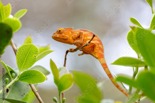 Parson's chameleon (Calumma parsonii) is a large species of chameleon on small branch. Amber mountain. Andasibe - Analamazaotra National Park, Madagascar wildlife photo