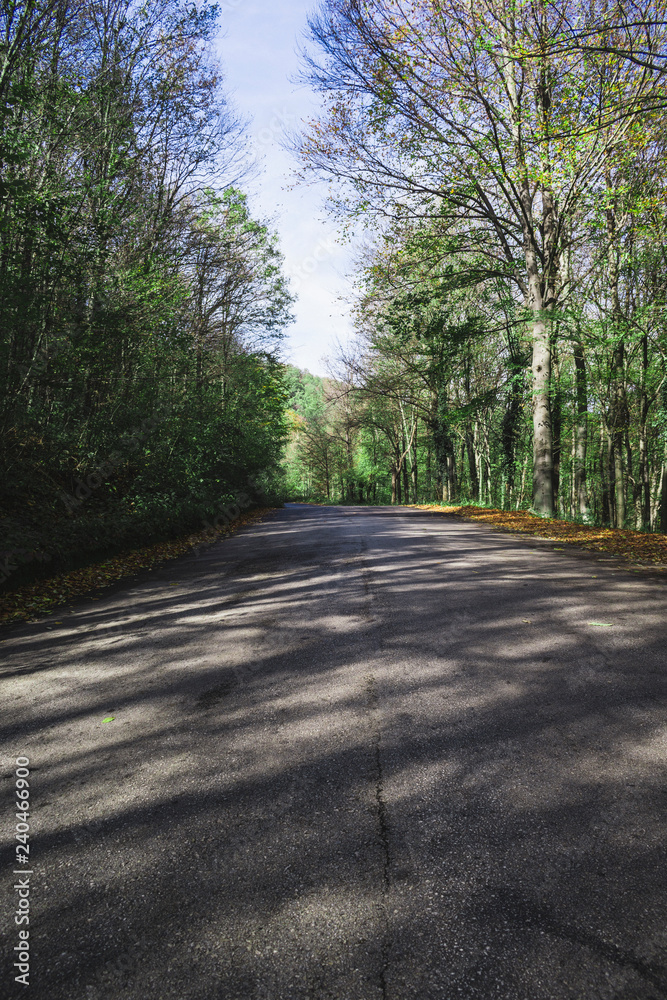 Fototapeta premium Asphalt road at the forest in autumn.