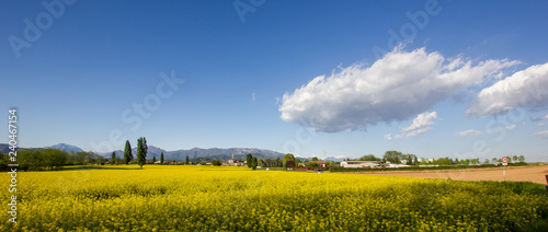 The yellow landscape © teomagni