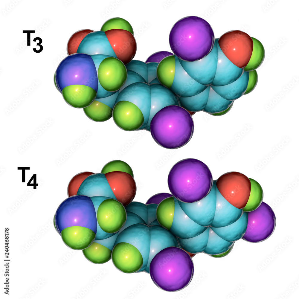 Molecules of thyroid hormones T3 and T4, 3D illustration. Triiodothyronine and thyroxine