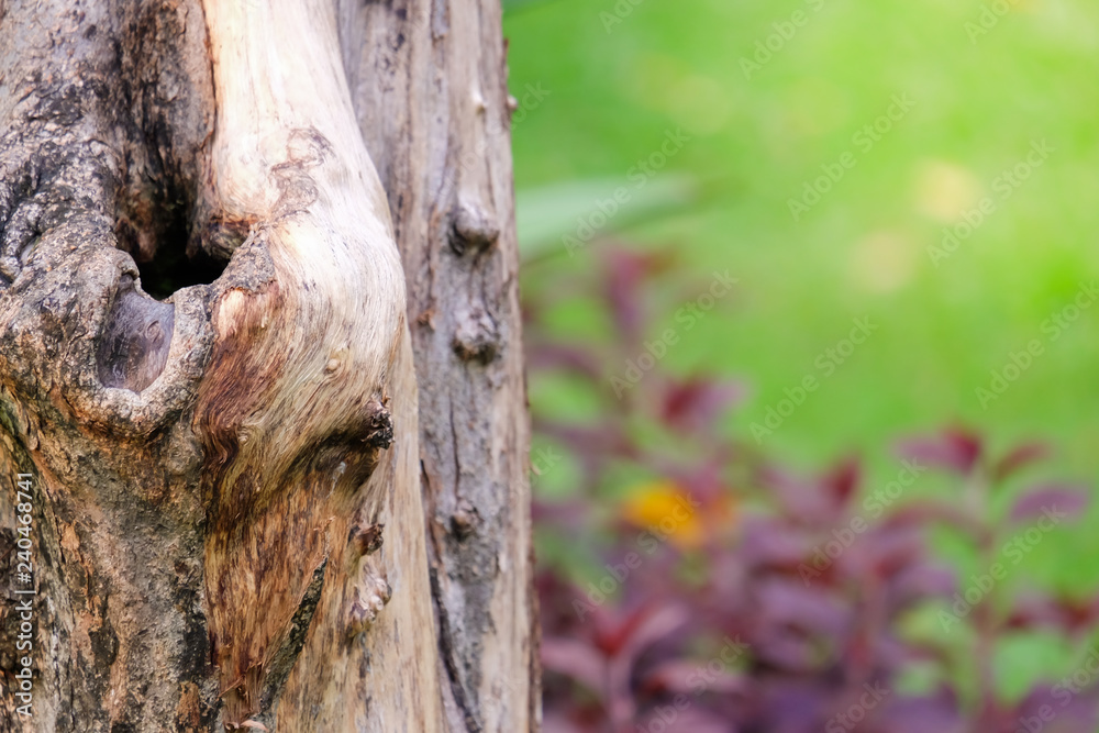 Fototapeta premium old tree stump with green grass background, Tree bark texture background.