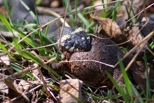 The grass snake eats the toad. Clearly the head of the snake that already ate the head of a toad.
