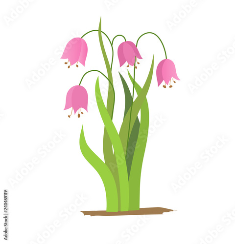 Vector drawing bell flowers, isolated floral element, hand drawn botanical illustration.