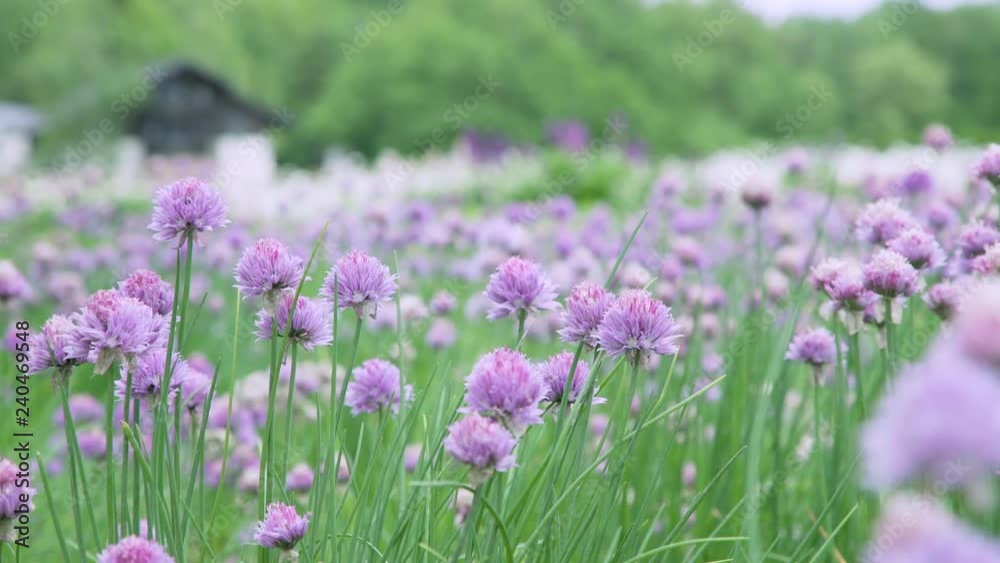 Garden of Full Blooming Chives Flower among Green Nature Garden of Full Blooming Chives Flower among Green Nature