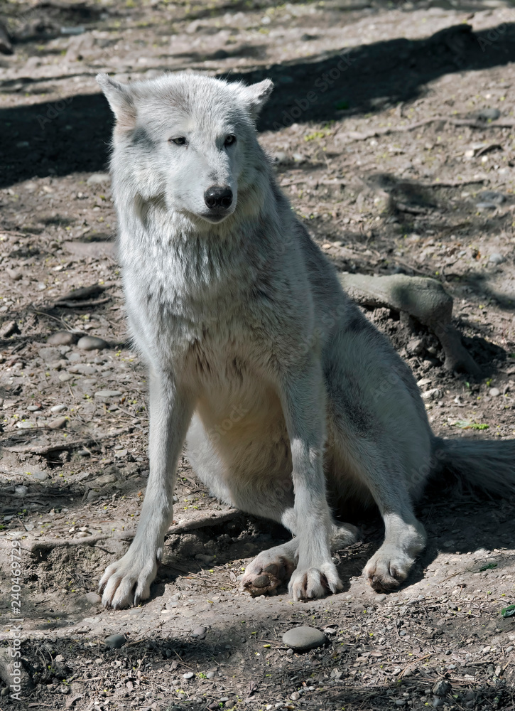 Polar wolf. Latin name - Canis lupus arctos Polar wolf. Latin name - Canis lupus arctos