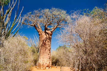 Leinwandbilder Baobab Adansonia Grandidieri im Reniala Park  © homocosmicos