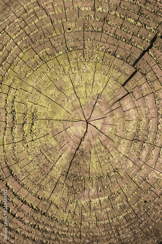 annual rings of a tree