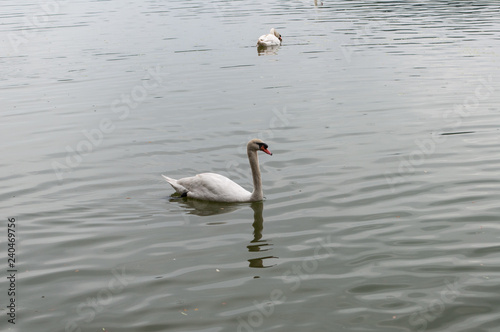 schwimmender Schwan auf einem See in Thailand