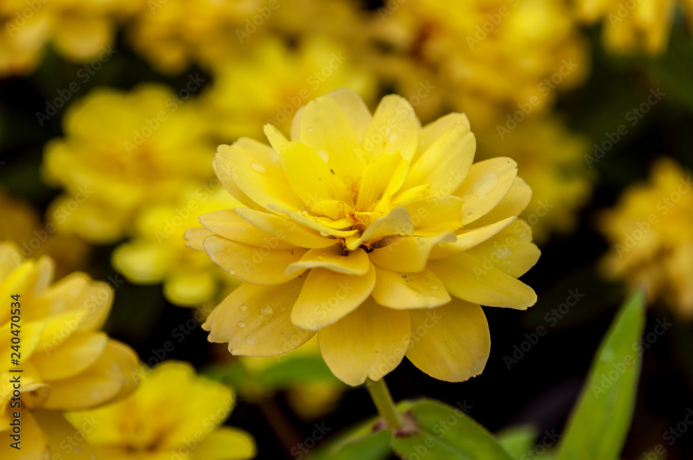 Nahaufnahme einer gelben Dahlia Nahaufnahme einer gelben Dahlia