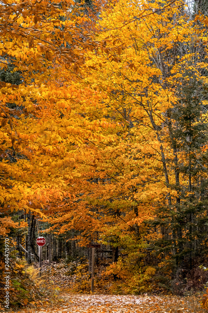 Autumn trees in Mont Tremblant national park