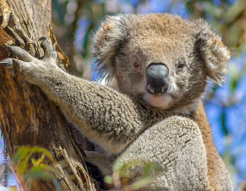 Fototapeta Naklejka Na Ścianę i Meble -  A cute koala in a tree, raymand island, australia