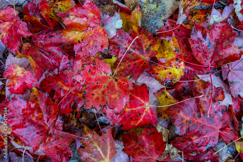 Autumn leaves in Mont Tremblant national park