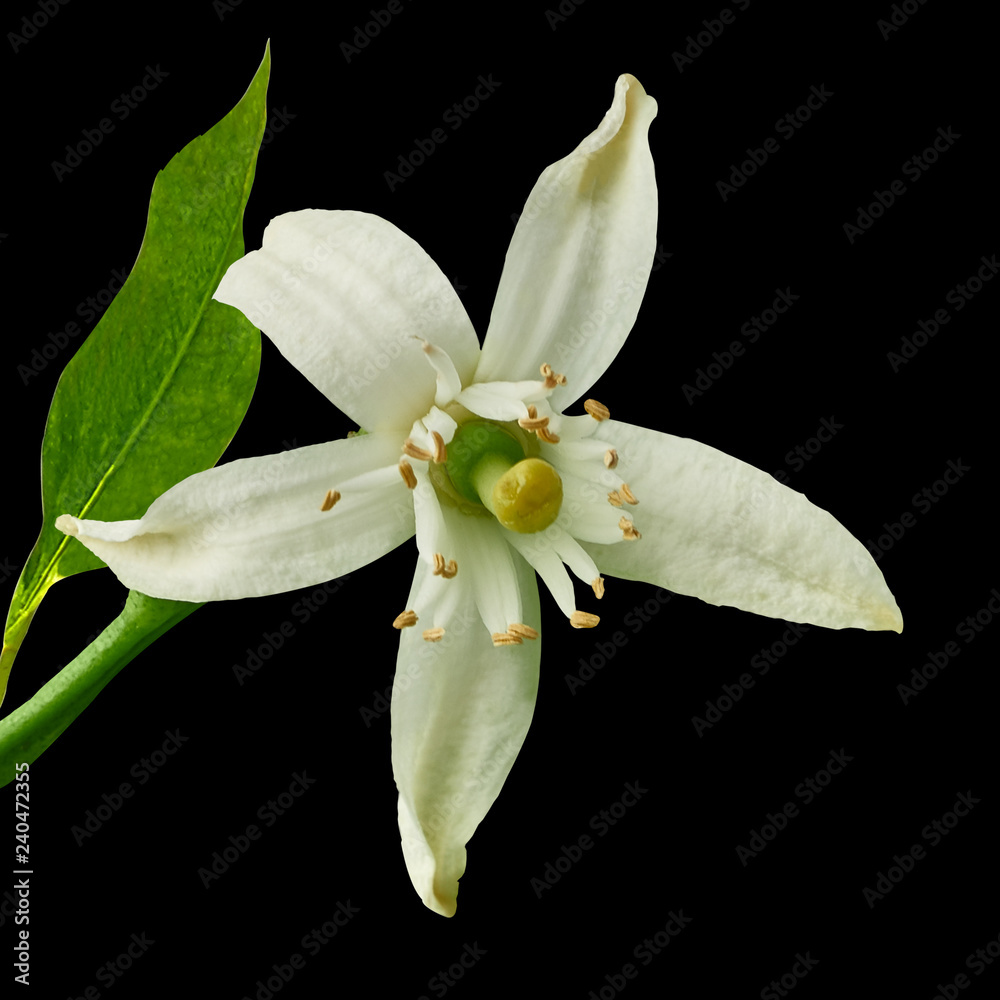image to crop