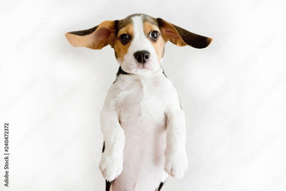 fly beagle dog on white background