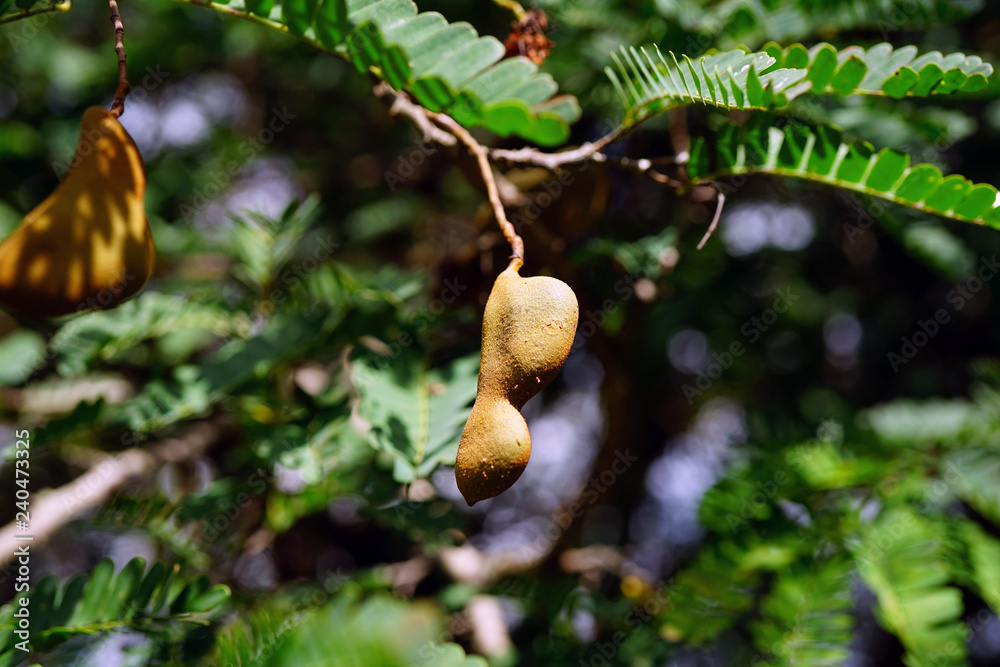 View of fruit pods on a tropical tamarind tree (tamarindus indica) View of fruit pods on a tropical tamarind tree (tamarindus indica)