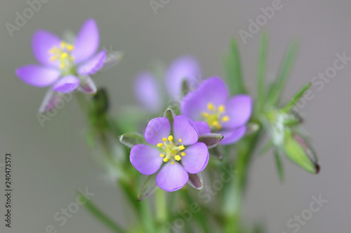 Salt sandspurry, also called lesser sea-spurrey