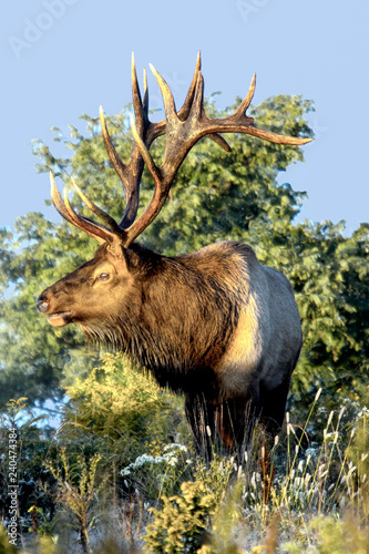 Bull elk     Photographed in Elk State Forest  Elk County  Benezette  Pennsylvania