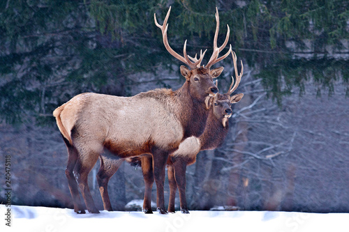 2 Bull elk in the snow – Photographed in Elk State Forest, Elk County, Benezette, Pennsylvania