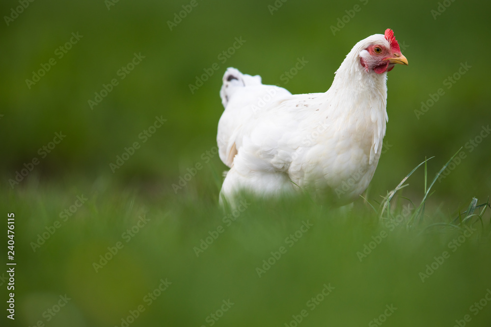 Hen in a farmyard (Gallus gallus domesticus) Hen in a farmyard (Gallus gallus domesticus)