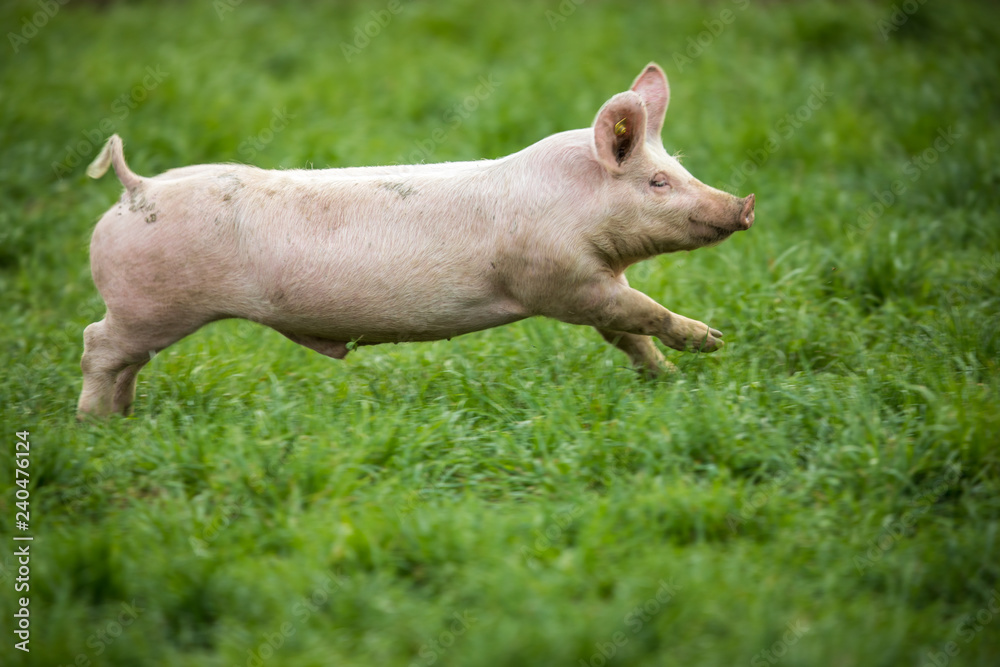Pigs eating on a meadow in an organic meat farm