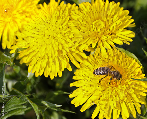 Wallpaper Mural spring bee nectar flower danelions Torontodigital.ca