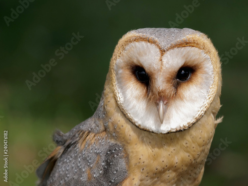 Barn owl portrait. Tyto alba. Bird of prey © zelwanka