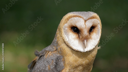 Barn owl. Tyto alba. Bird of prey