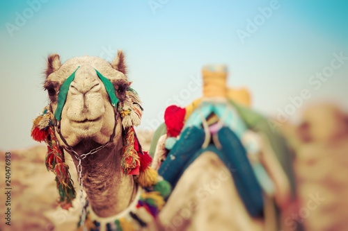 Camel lay with traditional Bedouin saddle in Egypt. Selective Focus.